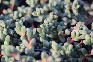 多肉植物特写