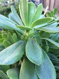 翠绿多肉植物特写