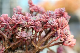 粉色多肉植物特写