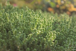 翠绿繁茂的生机植物景观