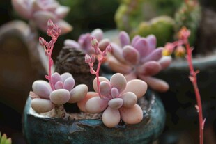 粉嫩多肉植物盆栽