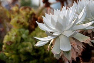白色多肉植物绽放