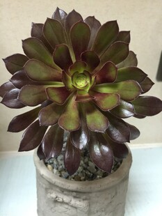 紫韵多肉绽于古朴花盆中