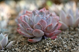 粉嫩多肉植物特写