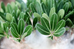翠绿多肉植物特写