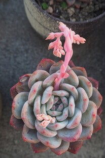 粉边多肉植物特写