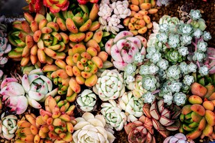 多彩多肉植物大集合
