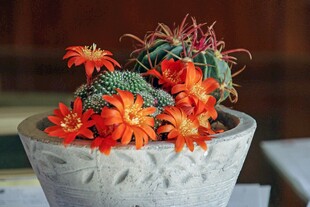 花盆中的多彩仙人掌花卉