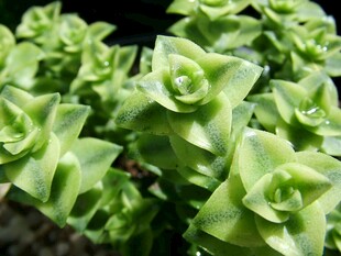 翠绿多肉植物特写