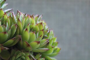 翠绿多肉植物特写