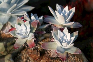 梦幻多肉植物绽放之美