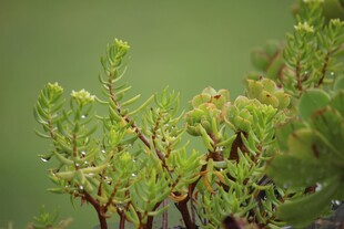 翠绿植物特写