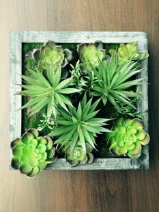 方形花盆中的可爱多肉