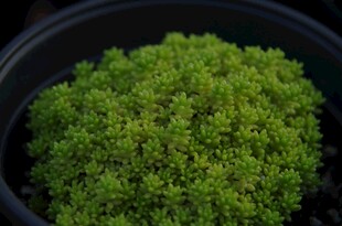 盆栽绿色苔藓