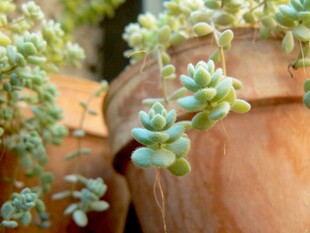 多肉植物特写