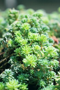 翠绿丛生的小型绿色植物