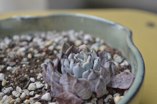精致盆栽中的紫色多肉