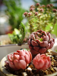 可爱多肉植物盆栽展示