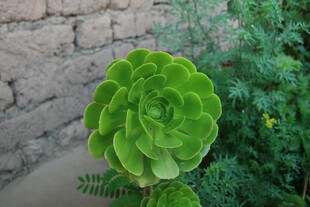 翠绿多肉植物特写