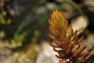 特写色彩鲜艳的多肉植物