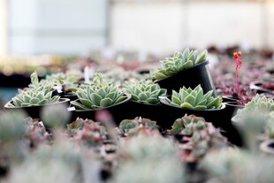 多肉植物盆栽展示
