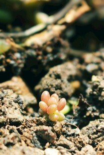 破土而出的粉嫩多肉植物