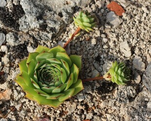小巧多肉植物生长于石间