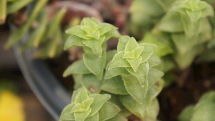 嫩绿清新植物特写