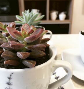 杯中多肉植物的清新景致