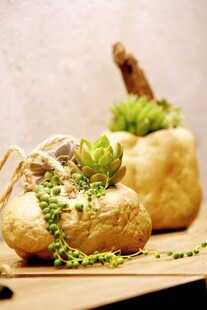 创意盆栽面包绿植新搭配