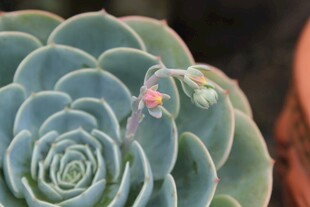 蓝绿色多肉植物带小花
