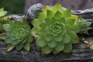 多肉植物生长在枯木上