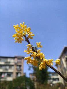 枝头绽放的明黄色迎春花
