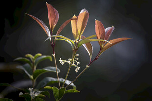桂花树特写