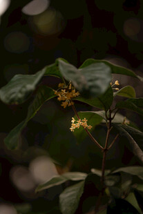 绿叶间的黄色桂花
