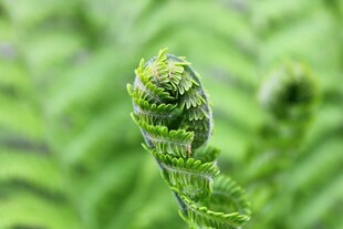 卷曲的蕨类植物嫩芽