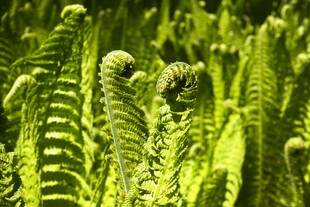 嫩绿蕨类植物的蓬勃生机
