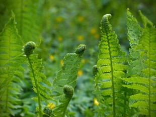 嫩绿蕨类植物生机盎然