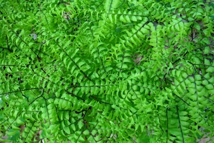 翠绿蕨类植物叶片特写