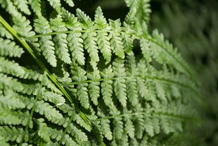 蕨类植物叶片特写