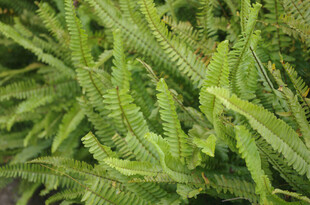 翠绿蕨类植物特写
