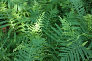 翠绿蕨类植物生机盎然