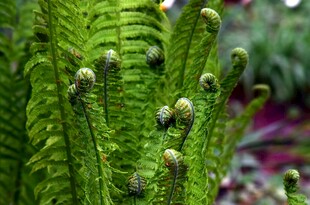 嫩绿蕨类植物特写