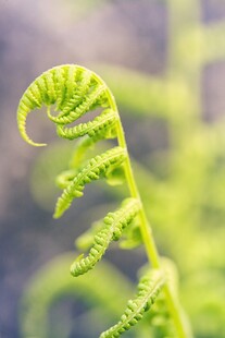 卷曲的嫩绿蕨类植物