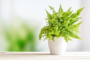 白色花盆中的翠绿蕨类植物