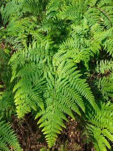 翠绿蕨类植物近景特写