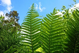 翠绿蕨类植物沐浴蓝天