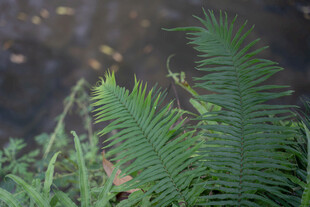 翠绿蕨类植物特写