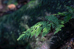 翠绿蕨类植物特写