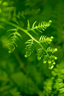 嫩绿蕨类植物特写